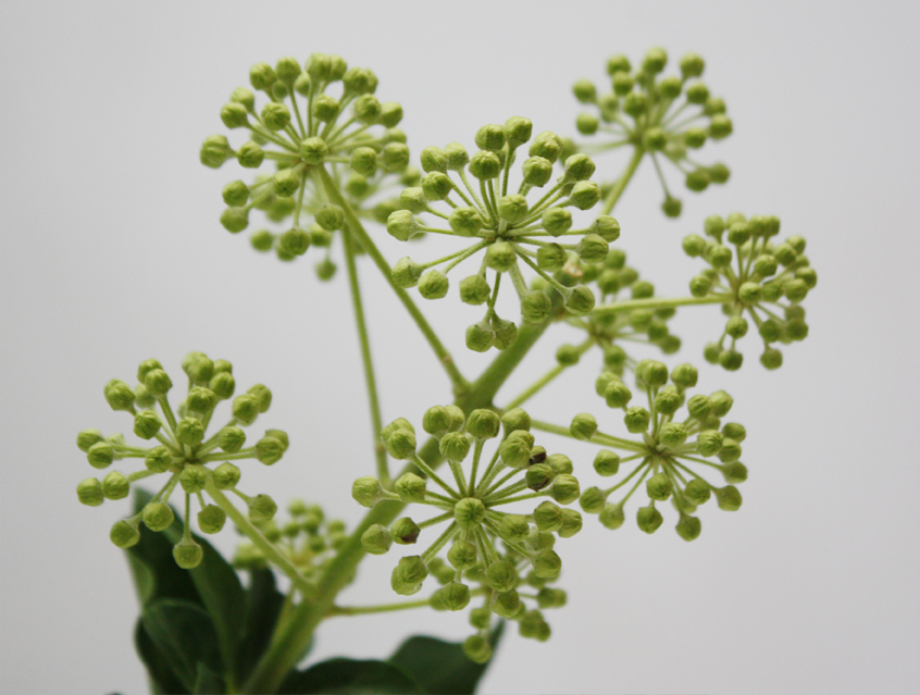 no. 7139 -Button mit Gästenamen als Tischkärtchen und / oder Gastgeschenk Nadelbutton Magnetbutton mit Kontermagnet Flaschenöffner Taschenspiegel Spangenclip Namensschild Namensanstecker Anstecker Butterfly Verschluss Spangen-Clip Kroko Clip Tischordnung Platzkarte passend zur Hochzeitskarte Karte Papeterie Hochzeitspapeterie weiss weiß grau edel anthrazit white grey Schrift modern